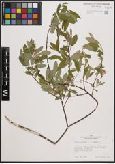 Foto von Salix cinerea L. x Salix repens L.